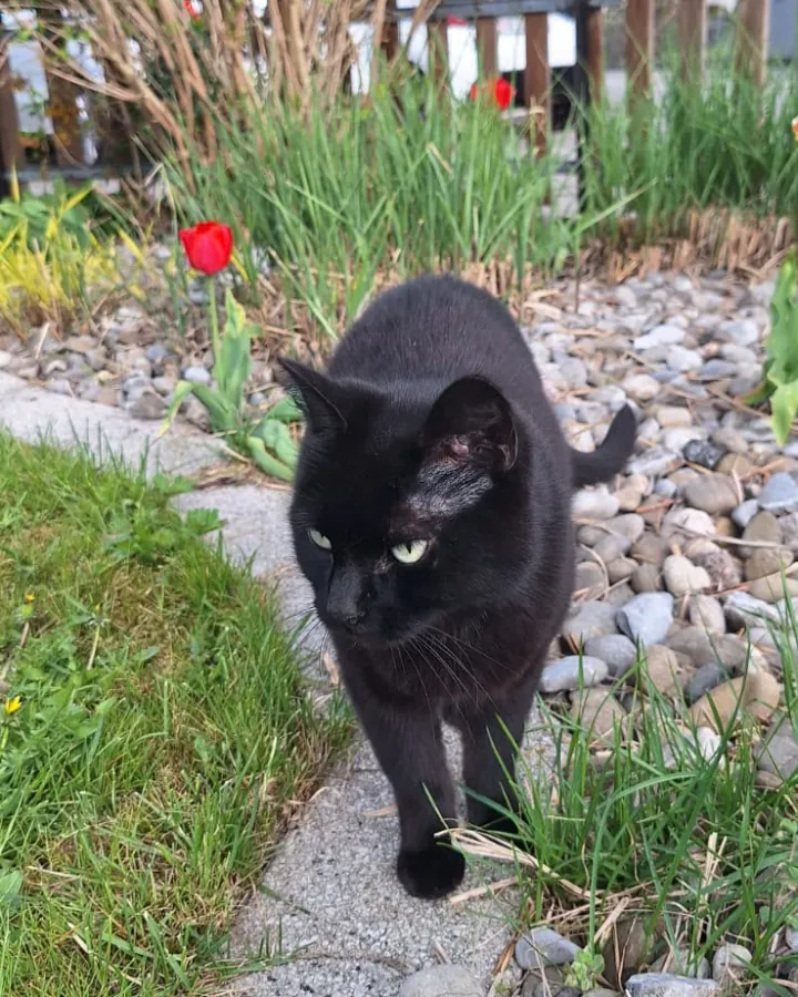 Kara, die Bürokatze von HandwerksPartner24, im Garten