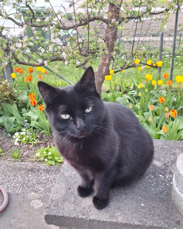 Kara, die schwarze Katze von HandwerksPartner24, im Garten