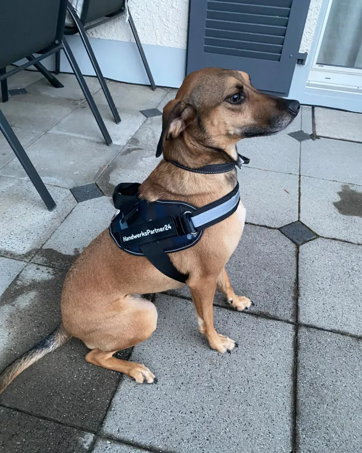 Tarek, der Hund von HandwerksPartner24, mit gebrandetem Geschirr